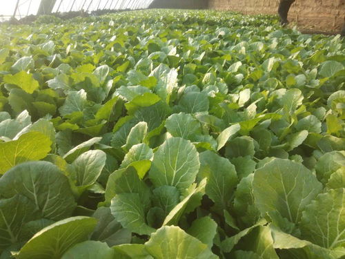 高昌區青年暖心供應 新鮮蔬菜零售的新風尚