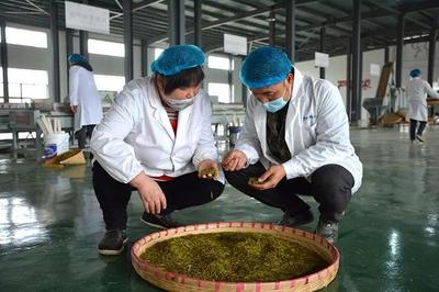 興仁 春茶飄香季，茶園開采忙